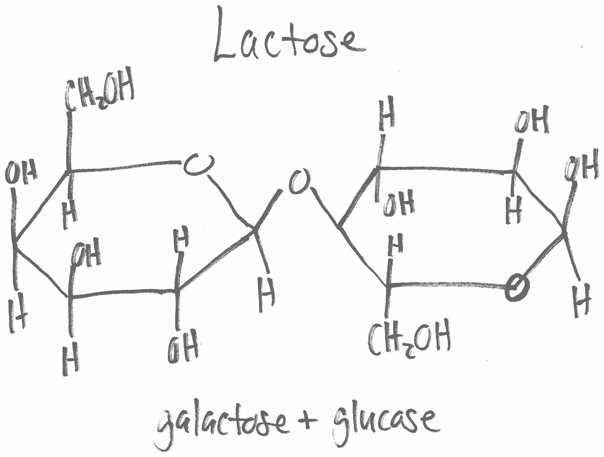 lactose là gì